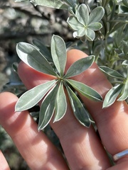 Lupinus paynei