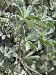 Lupinus paynei