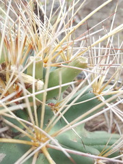 Coryphantha robustispina uncinata