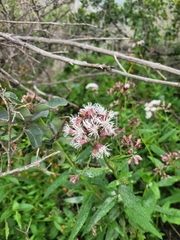 Aristeguietia salvia