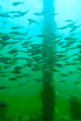Trachurus novaezelandiae