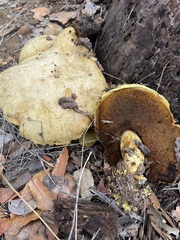 Buchwaldoboletus