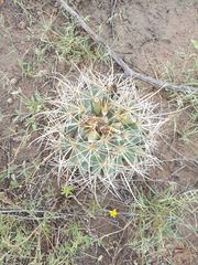 Coryphantha robustispina uncinata