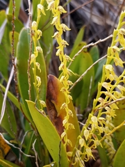 Stelis galeata