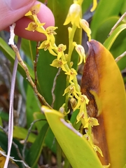 Stelis galeata