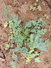 Corydalis aurea