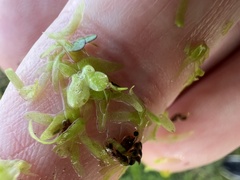 Lemna aequinoctialis