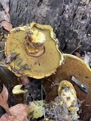 Buchwaldoboletus
