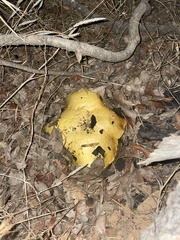 Buchwaldoboletus sphaerocephalus