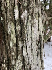 Lecidella subviridis