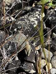 Brachaspis robustus