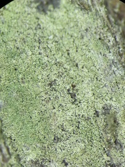Lecidella subviridis