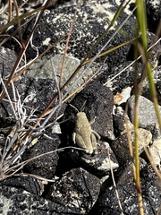 Brachaspis robustus