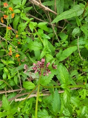 Aristeguietia salvia