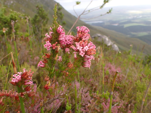 Image of Erica daphniflora by (c) Ren Hoekstra, some rights reserved (CC BY)