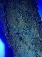 Lecidella subviridis