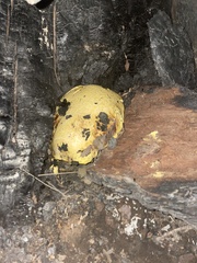 Buchwaldoboletus sphaerocephalus