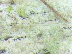 Lecidella subviridis