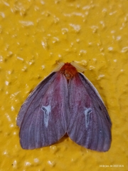 Cerodirphia speciosa