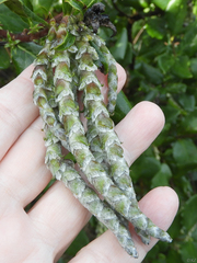 Garrya elliptica