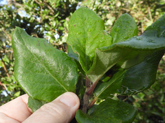 Garrya elliptica