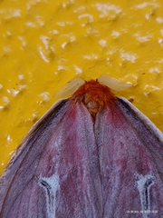 Cerodirphia speciosa