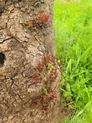 Cryptocarya alba