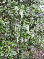 Garrya elliptica