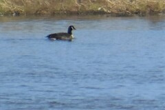 Branta hutchinsii