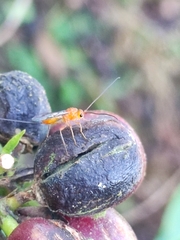 Diachasmimorpha longicaudata