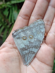 Morpho marcus intermedia