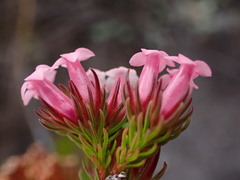 Daphne heath (Erica daphniflora)