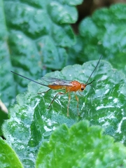 Diachasmimorpha longicaudata