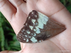 Morpho marcus intermedia