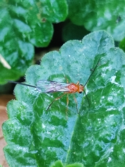 Diachasmimorpha longicaudata