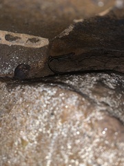 Eurycea guttolineata