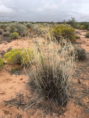 Sporobolus flexuosus