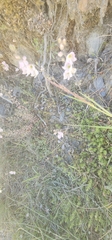 Veronica decora