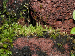Weissia