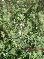 Clinopodium gilliesii