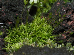 Weissia