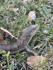 Elgaria multicarinata multicarinata