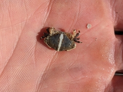 Cycloxanthops novemdentatus