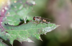 Platycheirus chalconota