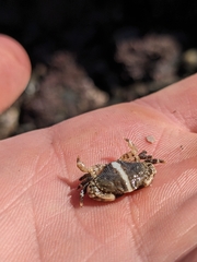 Cycloxanthops novemdentatus