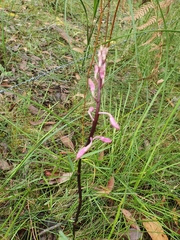 Dipodium