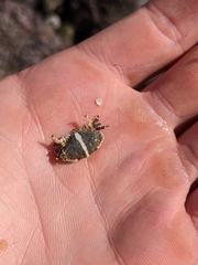 Cycloxanthops novemdentatus