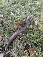 Elgaria multicarinata multicarinata