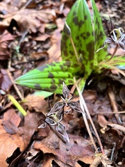 Scoliopus bigelovii