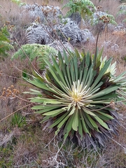 Espeletia corymbosa